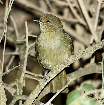 Sombre Greenbul